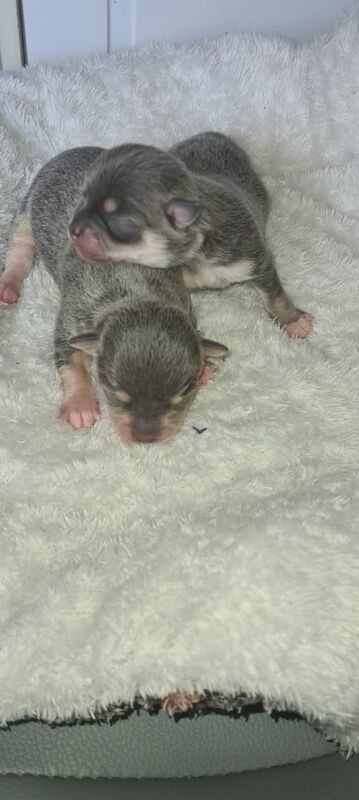 Chihuahua puppies for sale in Manchester, Greater Manchester – 1 week old