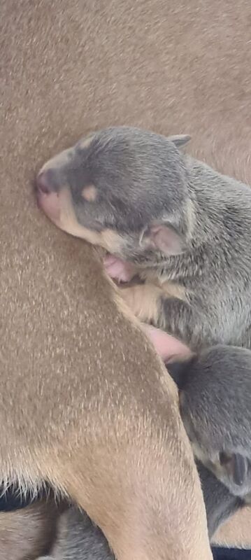 Chihuahua puppies for sale in Manchester, Greater Manchester – 1 week old - Image 2 of 4