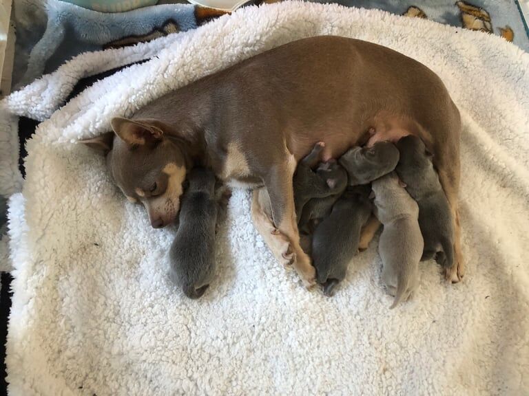 Chihuahua puppies for sale in Manchester, Greater Manchester – 1 week old - Image 3 of 4