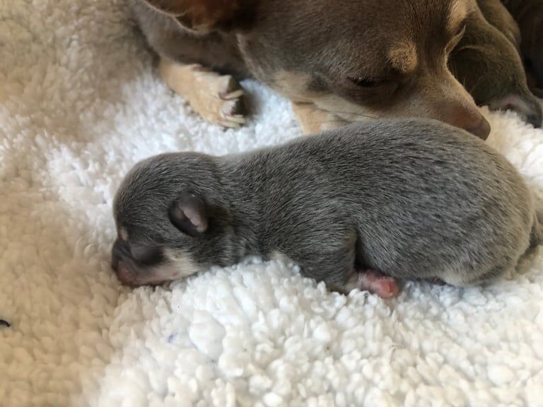 Chihuahua puppies for sale in Manchester, Greater Manchester – 1 week old - Image 4 of 4