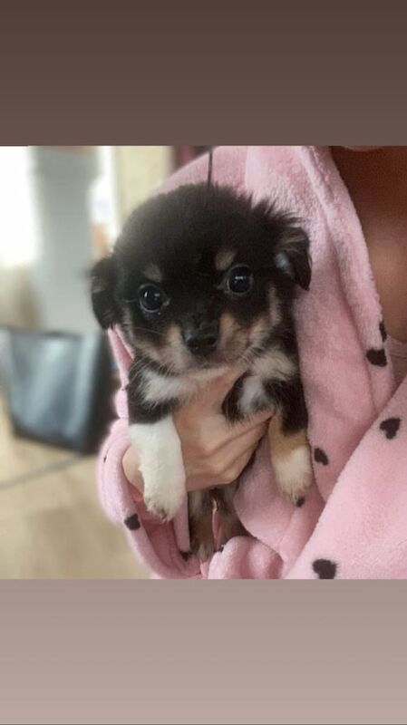 Chihuahua puppies for sale in Crawley, West Sussex – 11 weeks old