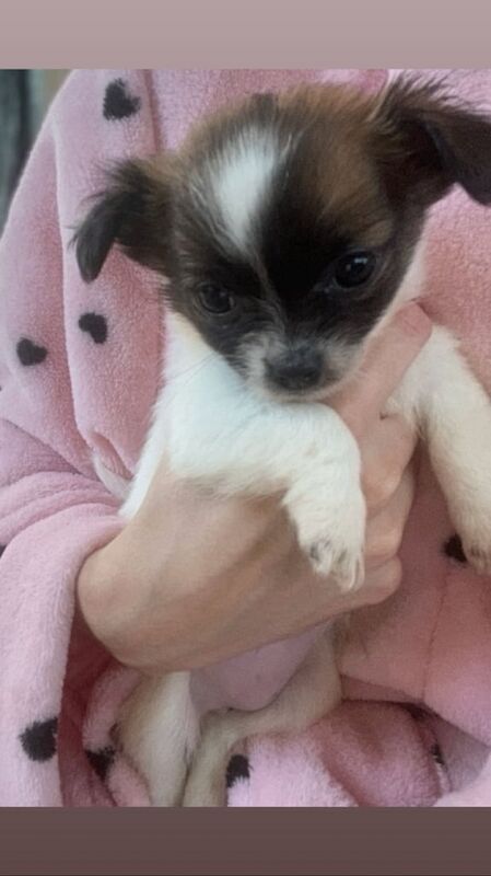 Chihuahua puppies for sale in Crawley, West Sussex – 11 weeks old - Image 2 of 5
