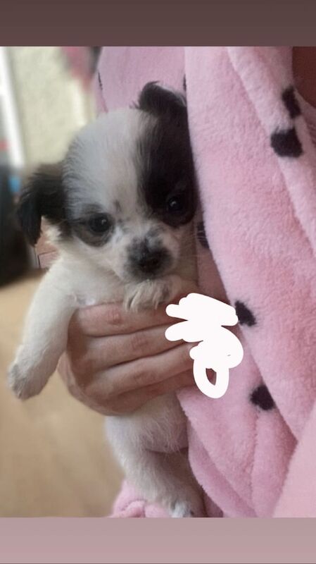Chihuahua puppies for sale in Crawley, West Sussex – 11 weeks old - Image 3 of 5