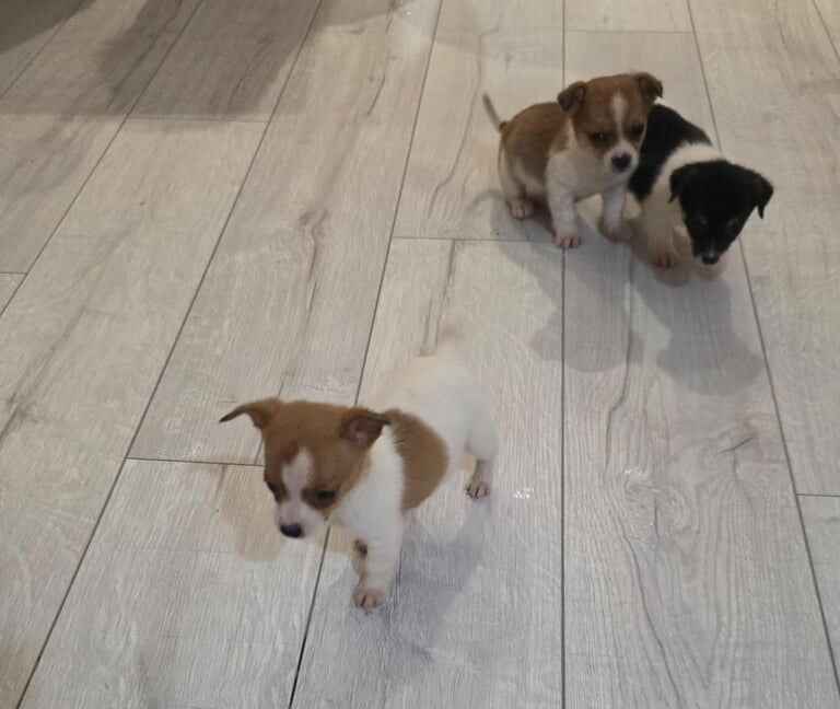Chihuahua puppies for sale in Dagenham, Greater London β 8 weeks old