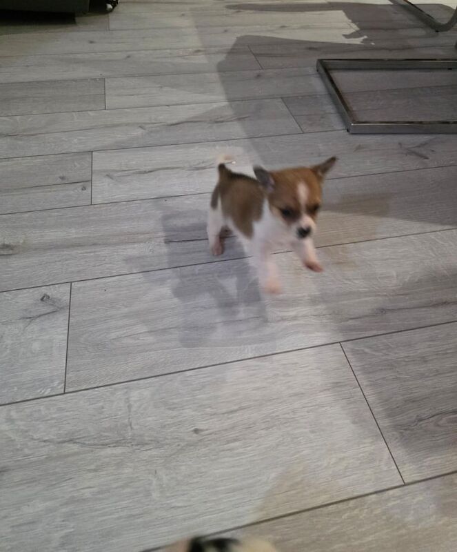 Chihuahua puppies for sale in Dagenham, Greater London – 8 weeks old - Image 2 of 6