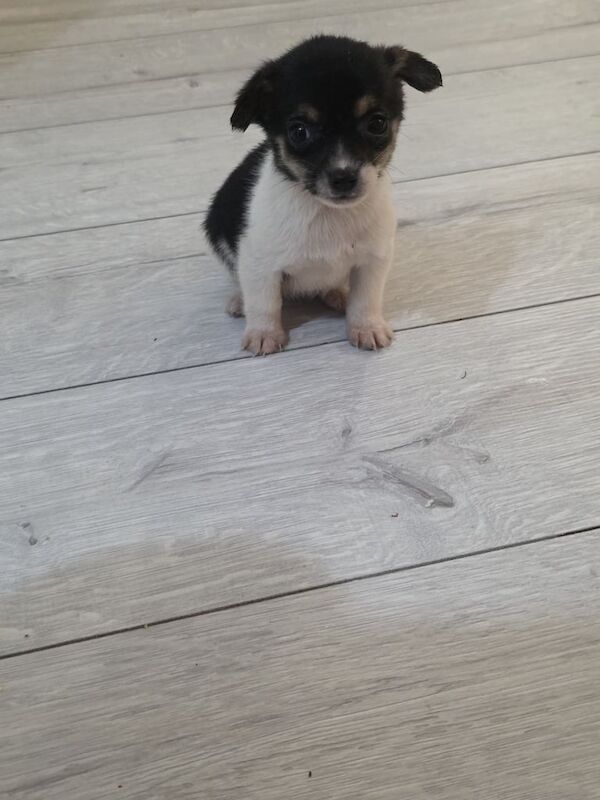 Chihuahua puppies for sale in Dagenham, Greater London – 8 weeks old - Image 3 of 6