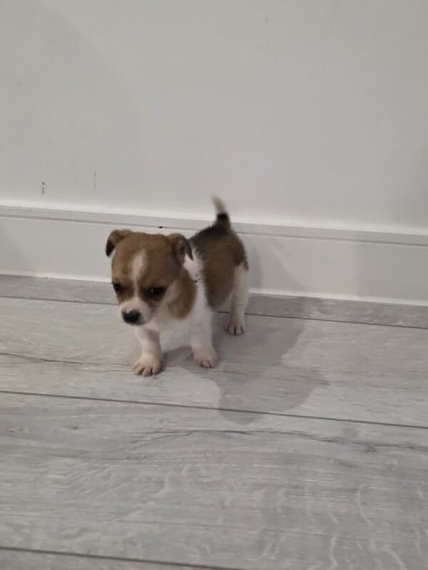 Chihuahua puppies for sale in Dagenham, Greater London – 8 weeks old - Image 4 of 6