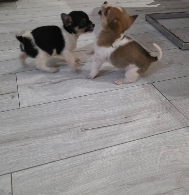 Chihuahua puppies for sale in Dagenham, Greater London – 8 weeks old - Image 5 of 6