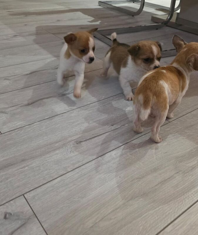 Chihuahua puppies for sale in Dagenham, Greater London – 8 weeks old - Image 6 of 6