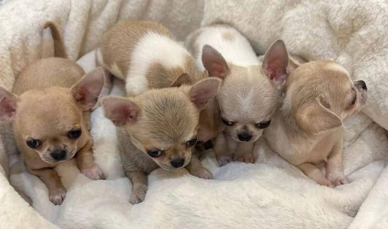 Chihuahua puppies for sale in East Kilbride, Lanarkshire – 8 weeks old