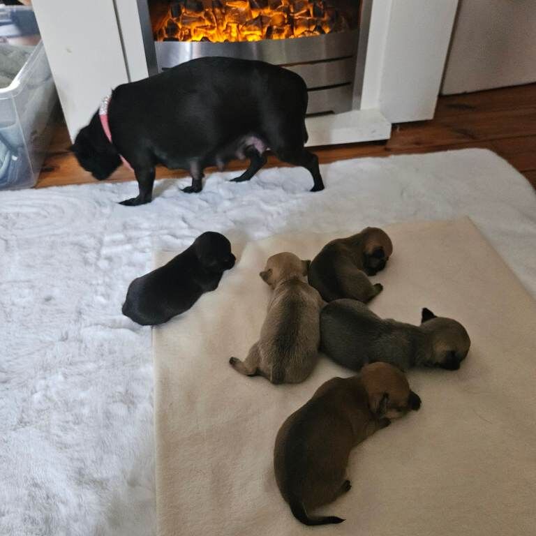 Chihuahua puppies for sale in Exmouth, Devon – 2 weeks old