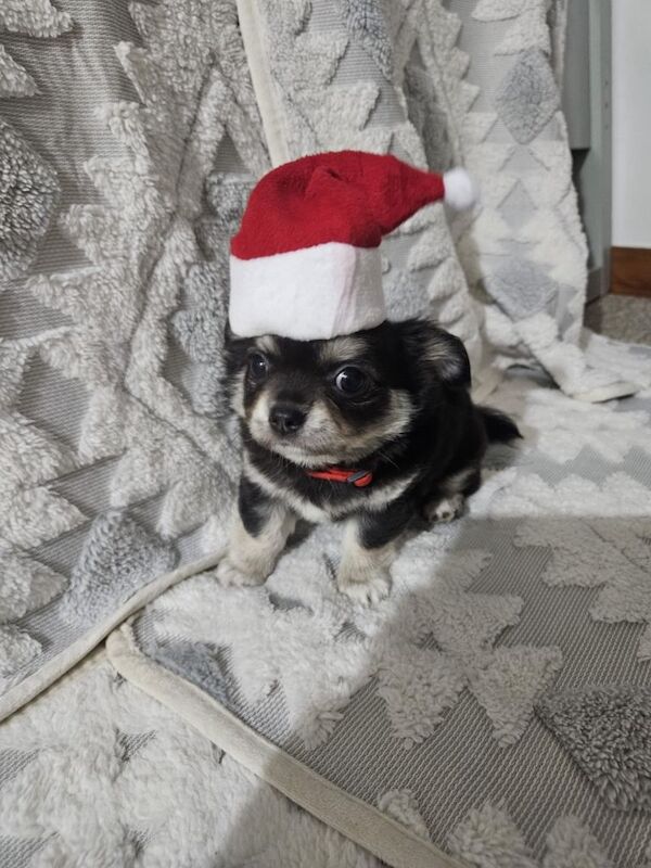 Chihuahua puppies for sale in Maidstone, Kent – 5 weeks old - Image 3 of 3