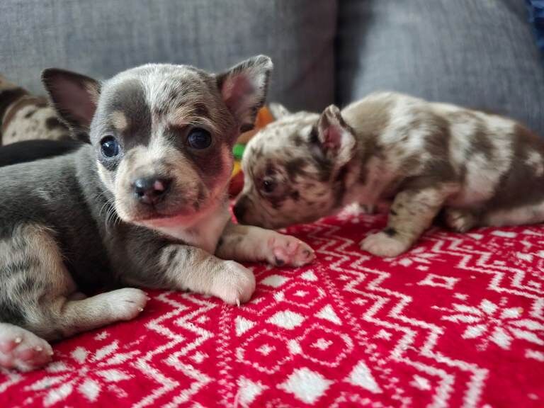 Chihuahua puppies for sale in Castle Bromwich, West Midlands – 12 weeks old