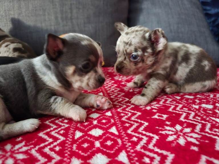 Chihuahua puppies for sale in Castle Bromwich, West Midlands – 12 weeks old - Image 2 of 6