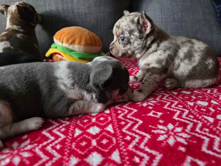 Chihuahua puppies for sale in Castle Bromwich, West Midlands – 12 weeks old - Image 3 of 6