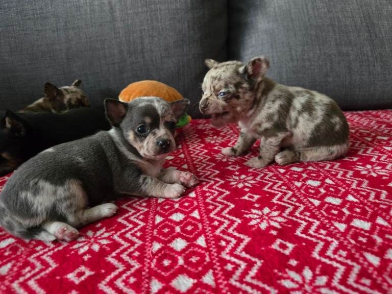 Chihuahua puppies for sale in Castle Bromwich, West Midlands – 12 weeks old - Image 4 of 6