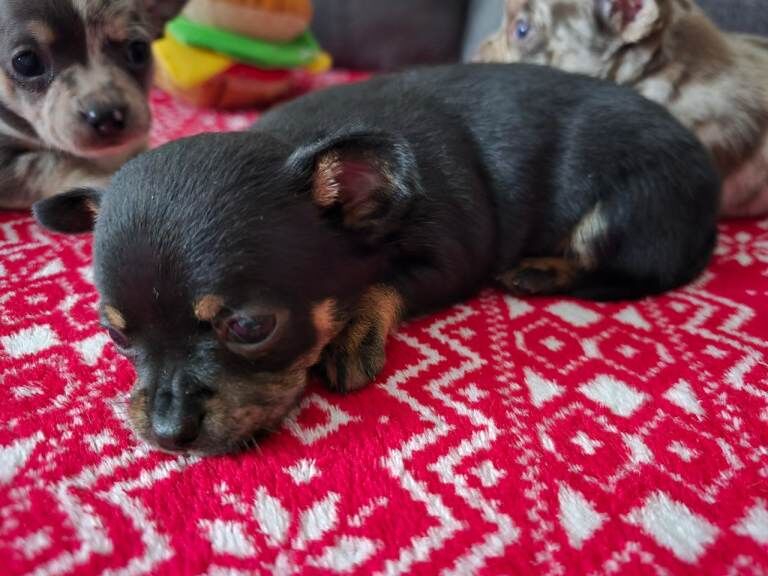 Chihuahua puppies for sale in Castle Bromwich, West Midlands – 12 weeks old - Image 5 of 6