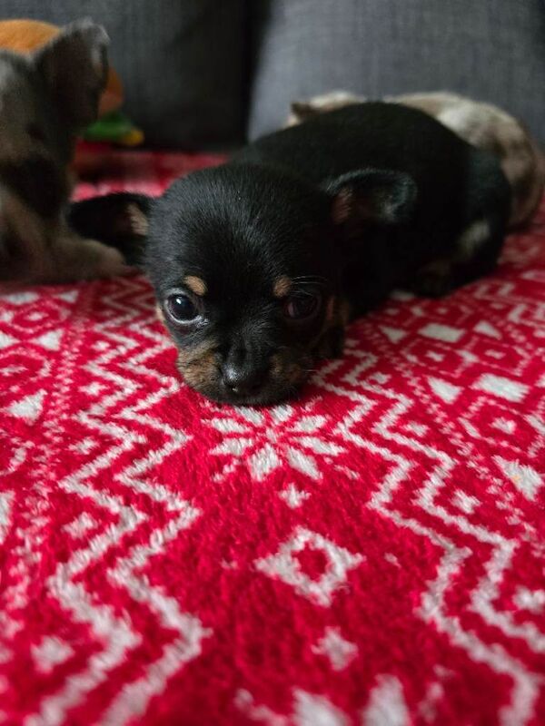 Chihuahua puppies for sale in Castle Bromwich, West Midlands – 12 weeks old - Image 6 of 6