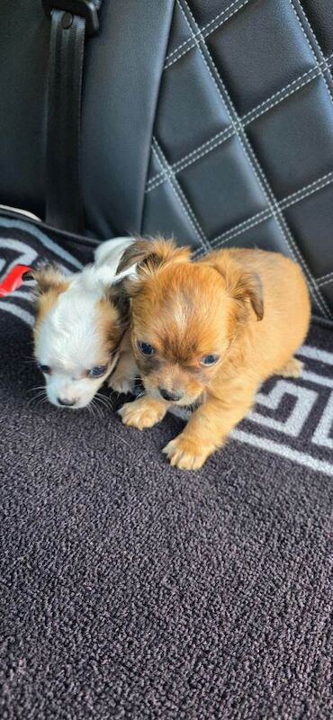 Chihuahua puppies for sale in Coalisland, County Tyrone – 6 weeks old