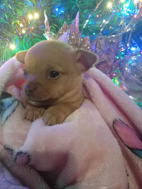 Chihuahua puppies for sale in Dromore , County Down – 5 weeks old