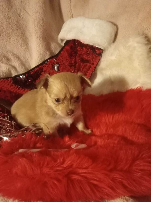 Chihuahua puppies for sale in Dromore , County Down – 5 weeks old - Image 4 of 4