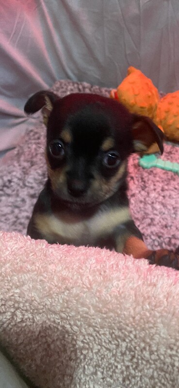 Chihuahua Puppies For Sale