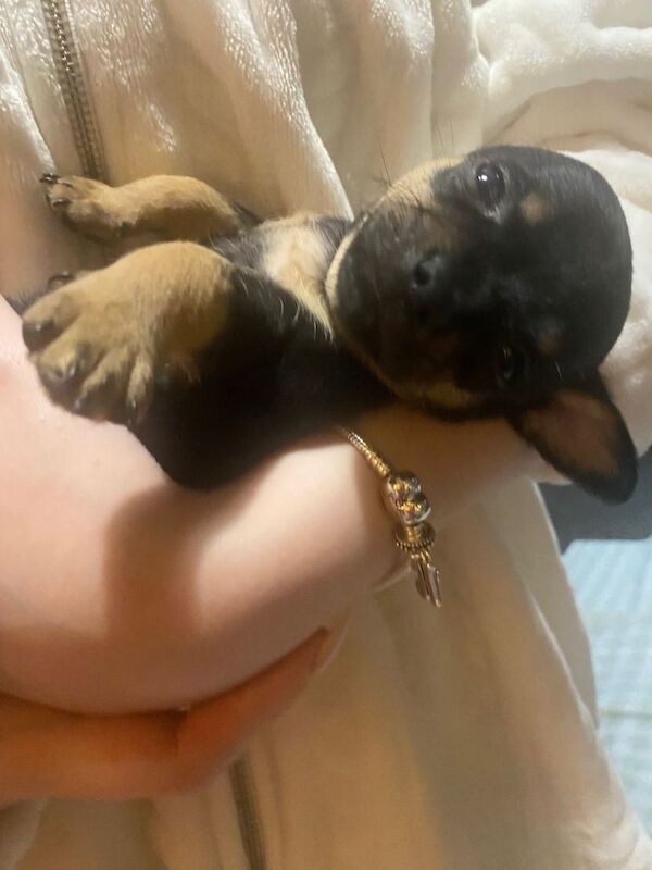 Chihuahua puppies for sale in Stanley, Durham – 5 weeks old - Image 2 of 4