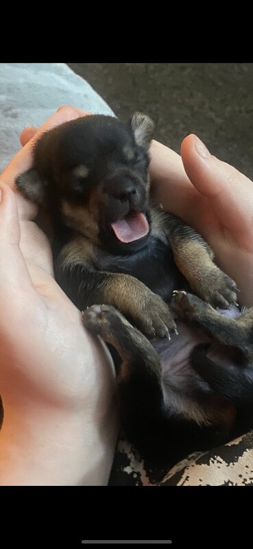 Chihuahua puppies for sale in Stanley, Durham – 5 weeks old - Image 3 of 4