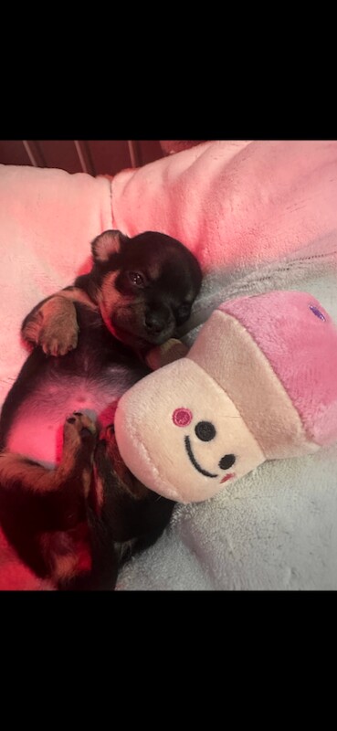 Chihuahua puppies for sale in Stanley, Durham – 5 weeks old - Image 4 of 4