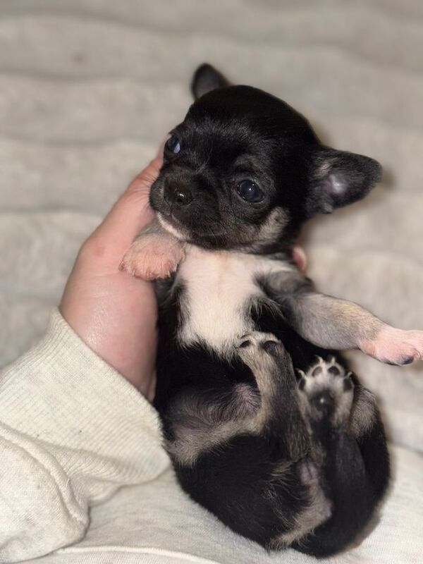 Chihuahua puppies for sale in Sheerness, Kent – 5 weeks old