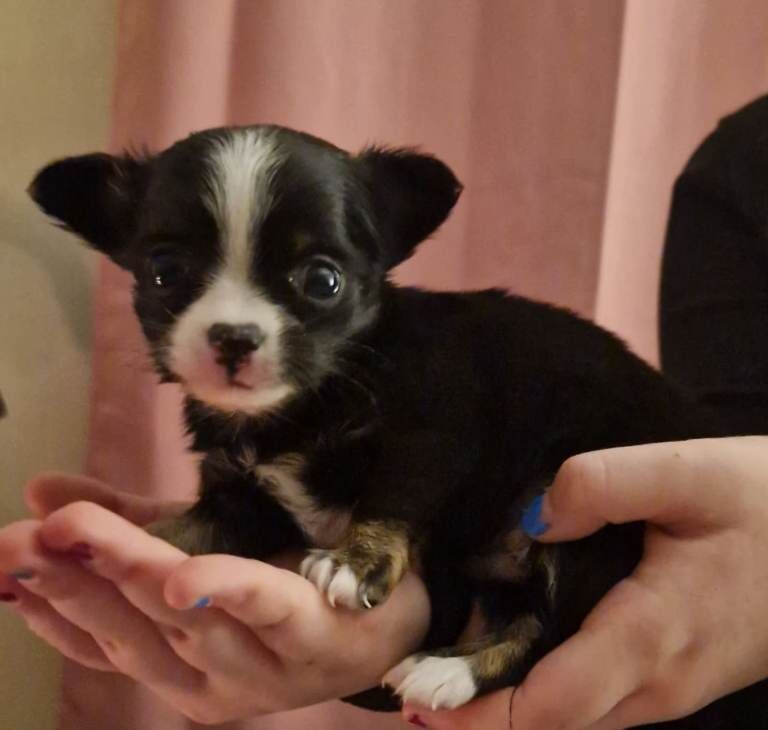 Chihuahua Puppies For Sale