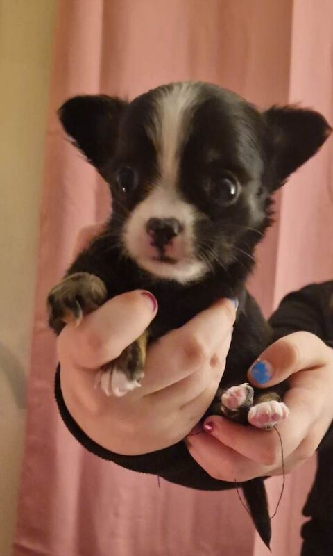 Chihuahua puppies for sale in Newtownabbey, County Antrim – 7 weeks old - Image 2 of 4