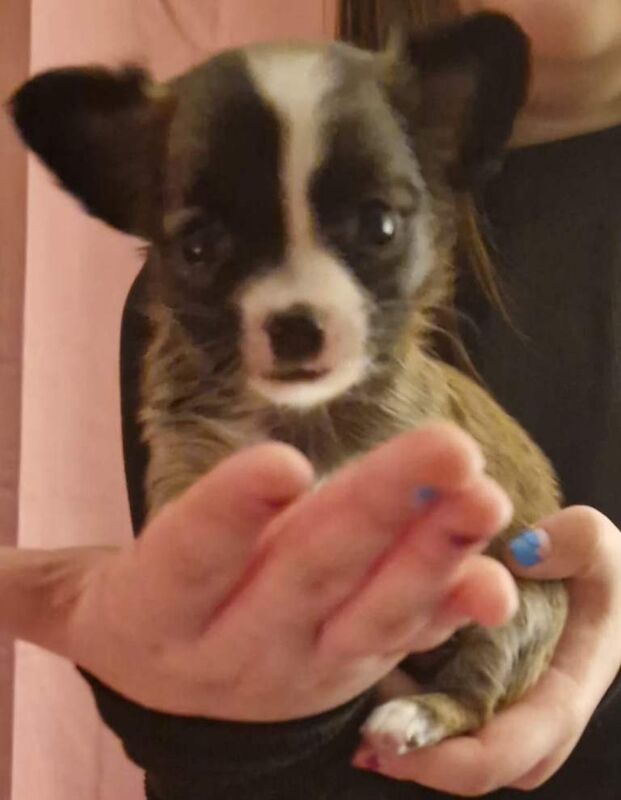Chihuahua puppies for sale in Newtownabbey, County Antrim – 7 weeks old - Image 3 of 4