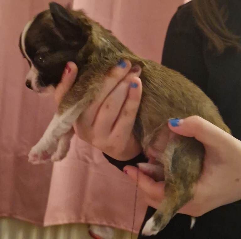 Chihuahua puppies for sale in Newtownabbey, County Antrim – 7 weeks old - Image 4 of 4
