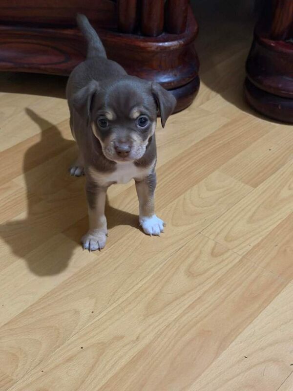Chihuahua puppies for sale in Walsall, West Midlands – 8 weeks old