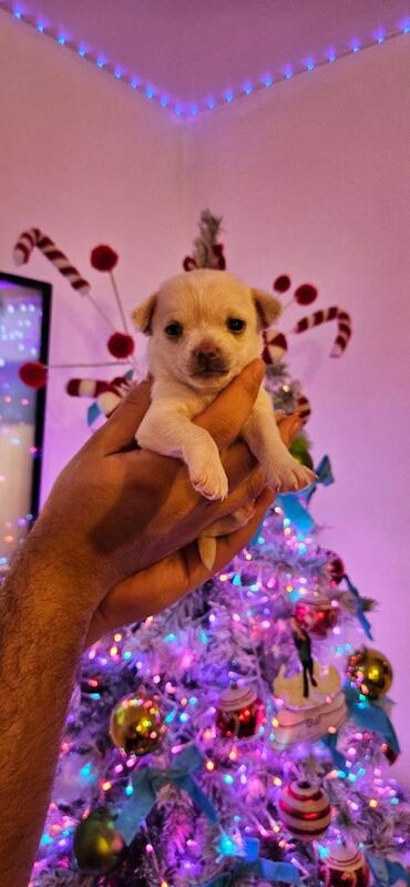 Chihuahua puppies for sale in Wolverhampton, West Midlands – 6 weeks old