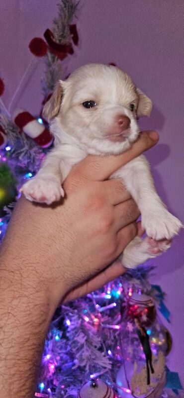 Chihuahua puppies for sale in Wolverhampton, West Midlands – 4 weeks old - Image 2 of 3