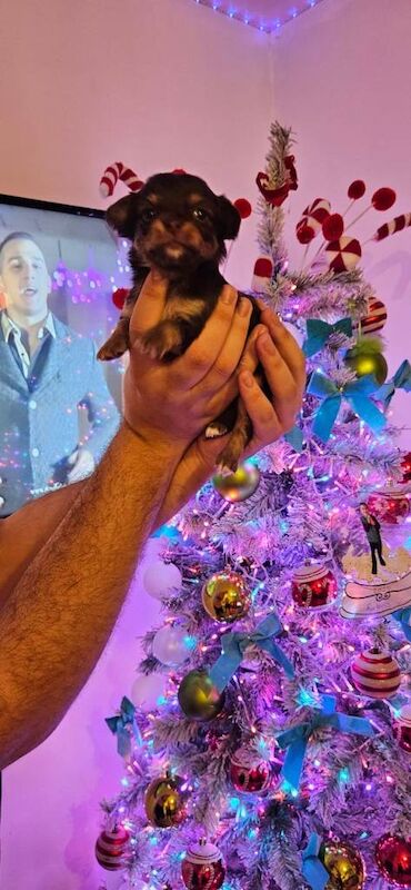 Chihuahua puppies for sale in Wolverhampton, West Midlands – 4 weeks old - Image 3 of 3