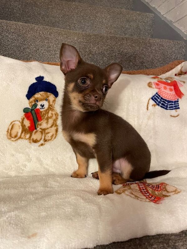 Chihuahua puppies for sale in Sutton, Greater London – 12 weeks old - Image 2 of 4