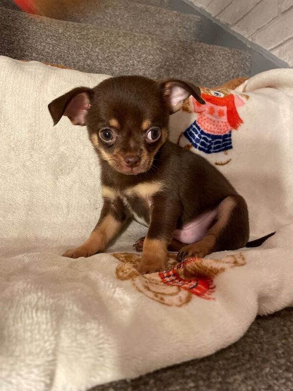 Chihuahua puppies for sale in Sutton, Greater London – 12 weeks old - Image 3 of 4