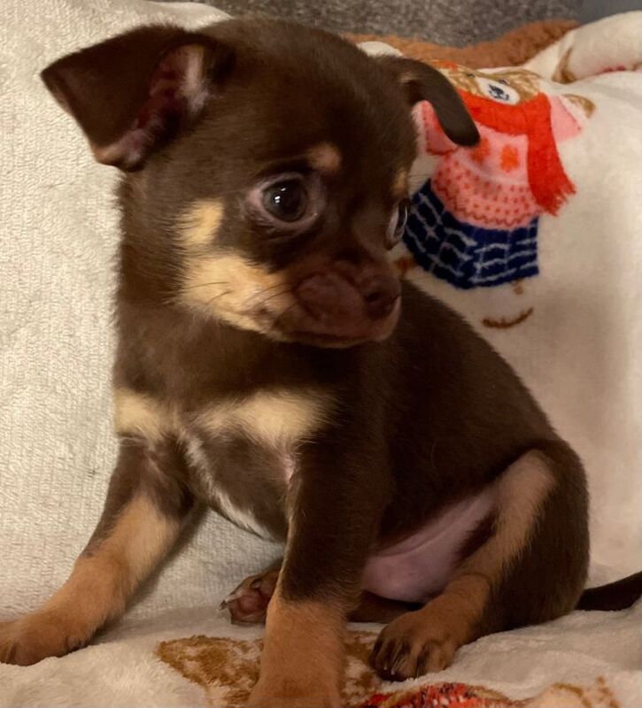 Chihuahua puppies for sale in Sutton, Greater London – 12 weeks old - Image 4 of 4