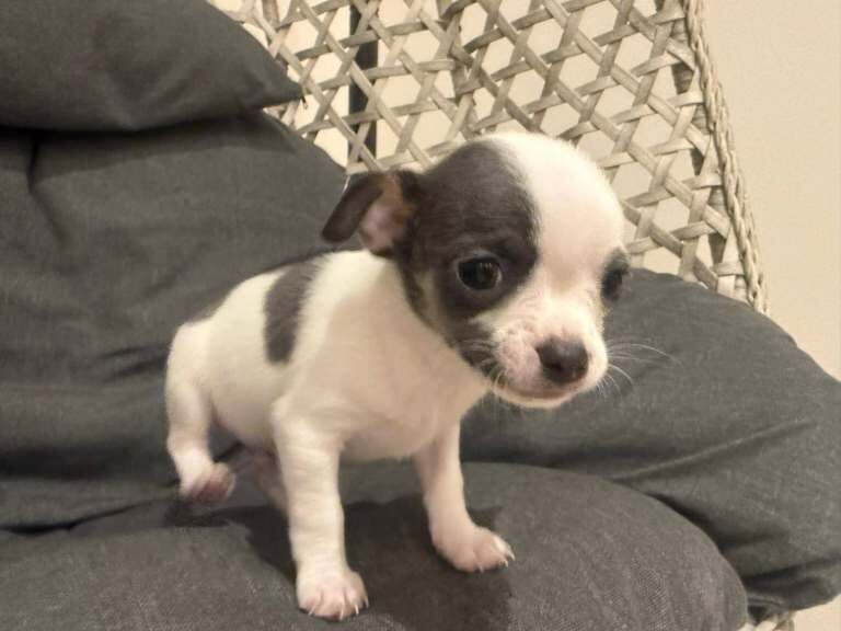 Chihuahua puppies for sale in Merthyr Tydfil / Merthyr Tudful, Mid Glamorgan – 7 weeks old