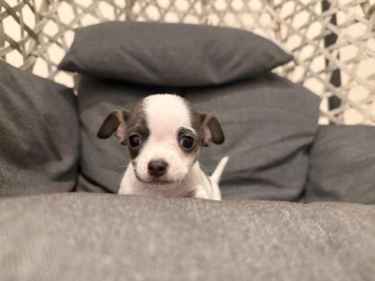 Chihuahua puppies for sale in Merthyr Tydfil / Merthyr Tudful, Mid Glamorgan – 8 weeks old - Image 2 of 3