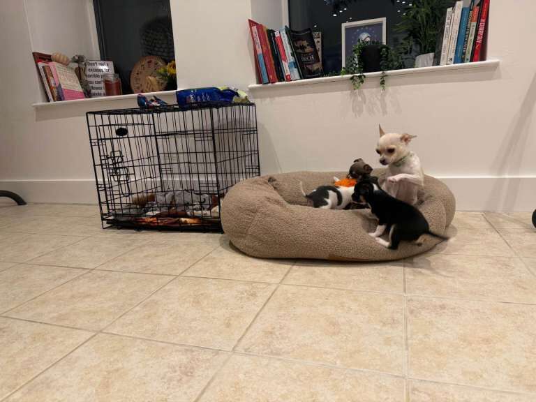 Chihuahua puppies for sale in Merthyr Tydfil / Merthyr Tudful, Mid Glamorgan – 8 weeks old - Image 3 of 3