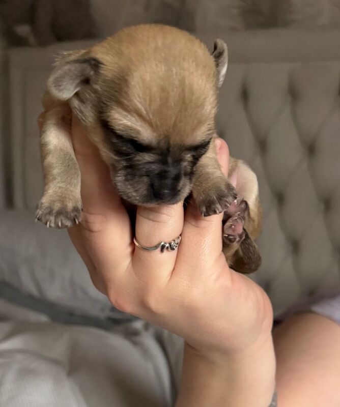 Chihuahua puppies for sale in Yate, Gloucestershire – 2 weeks old