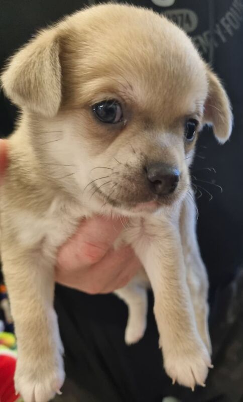 Chihuahua puppies for sale in Wallsend, Tyne and Wear – 9 weeks old - Image 2 of 5