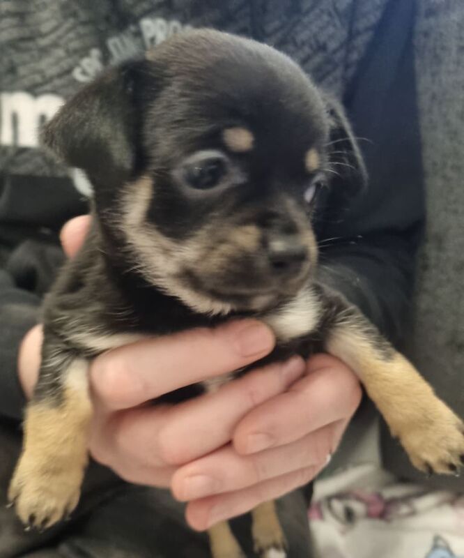 Chihuahua puppies for sale in Wallsend, Tyne and Wear – 9 weeks old - Image 4 of 5