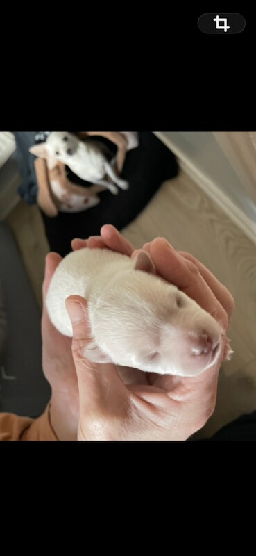 Chihuahua puppies for sale in Cheddar, Somerset – 2 weeks old