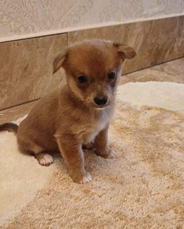 Chihuahua puppies for sale in Chigwell, Essex – 8 weeks old