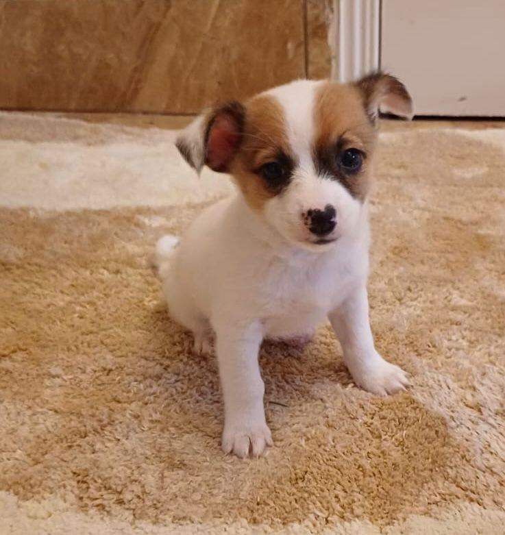 Chihuahua Puppies - Image 2 of 3